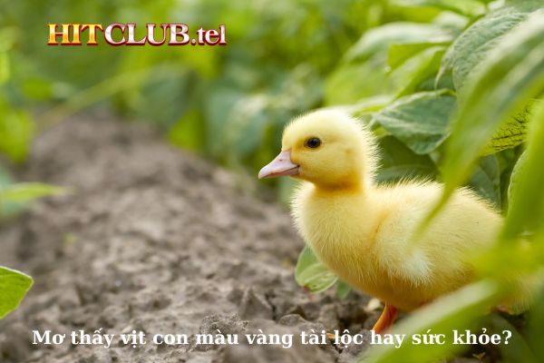 Mơ thấy vịt con màu vàng: tài lộc hay sức khỏe?