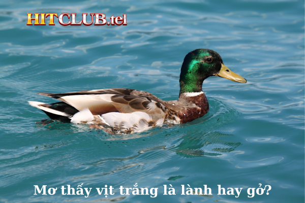 hitclub giải mã giấc mơ thấy vịt