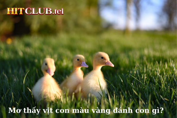 Tải Hit Club chốt số đẹp khi mơ thấy vịt vàng