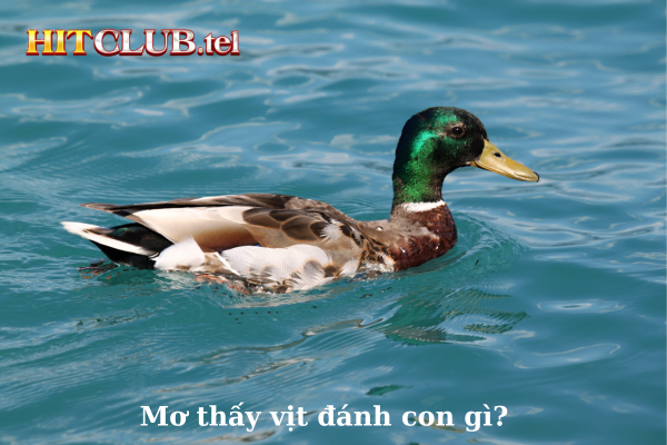 mơ thấy vịt đánh số gì