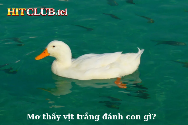 Hit Club giải mã chi tiết mơ thấy vịt trắng
