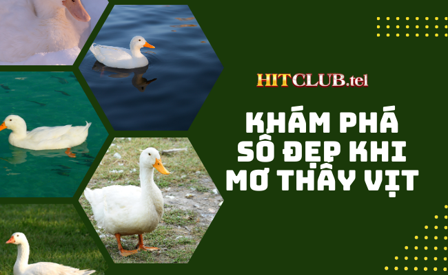 Khám Phá Số Đẹp: Giấc Mơ Về Vịt Và Con Số May Mắn