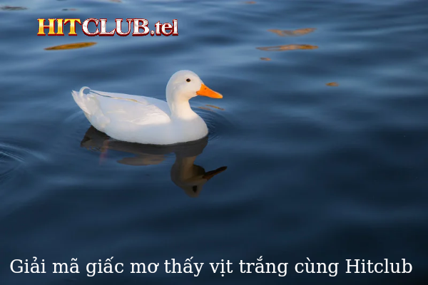 Hit Club giải mã chi tiết mơ thấy vịt trắng