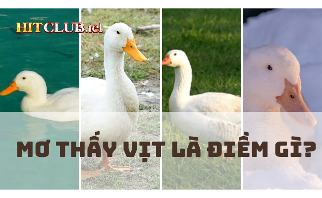 Nằm Mơ Thấy Vịt Trắng: Điềm Báo Và Ý Nghĩa Tinh Thần