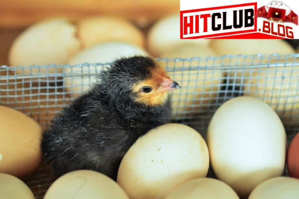 Các giấc mơ về nhặt trứng vịt