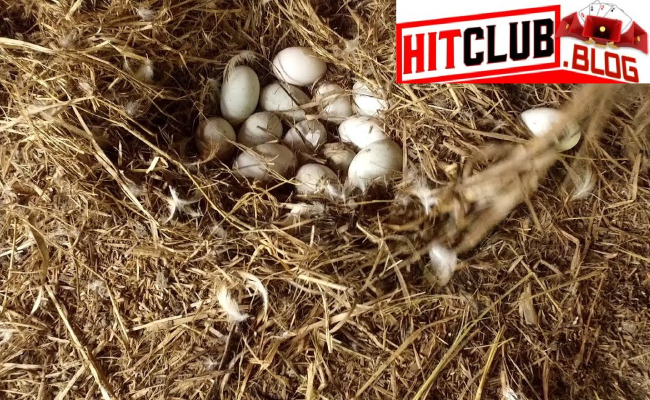 Hitclub Giải Mã Bí Ẩn Giấc Mơ Nhặt Trứng Vịt: Dấu Hiệu Của Sự Thịnh Vượng