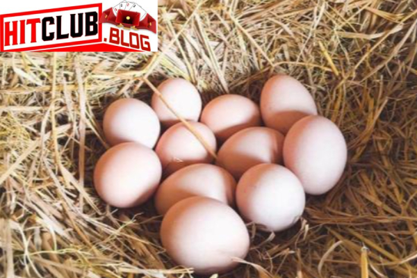 Nằm Mơ Thấy Trứng Gà: Hitclub Chỉ Dẫn Lựa Chọn Con Số Phát Tài